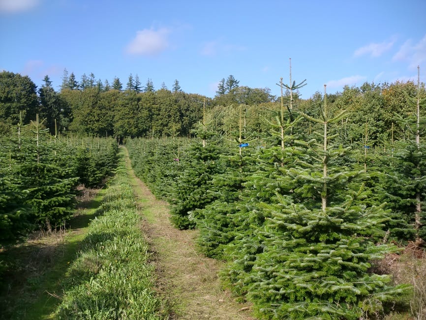 Weihnachtsbäume