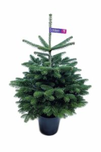 Nordmanntanne Topf gewachsen Mix Premium-Standard Nordmanntanne Topf gewachsen Mix Premium-Standard