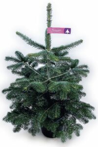 Nordmanntanne Topf gewachsen Mix-Standard-Natur Nordmanntanne Topf gewachsen Mix-Standard-Natur